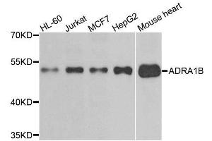 Western blot analysis of extracts of various cell lines, using ADRA1B antibody. (ADRA1B anticorps)