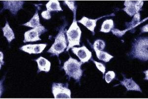 Immunofluorescence staining of mouse macrophages. (NAT1 anticorps  (AA 672-830))