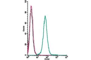 Cell surface detection of GPR91 by direct flow cytometry in live intact human  monocytic leukemia cells: + Rabbit IgG isotype control-PE. (SUCNR1 anticorps  (Extracellular) (PE))
