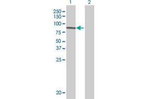 Lane 1: ARNTL transfected lysate ( 68. (ARNTL 293T Cell Transient Overexpression Lysate(Denatured))