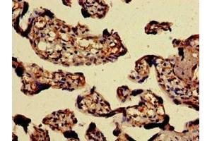 Immunohistochemistry of paraffin-embedded human placenta tissue using ABIN7154198 at dilution of 1:100 (PAEP anticorps  (AA 19-180))