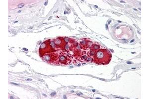 Human Small Intestine, Submucosal Plexus: Formalin-Fixed, Paraffin-Embedded (FFPE) (RAD51AP1 anticorps)