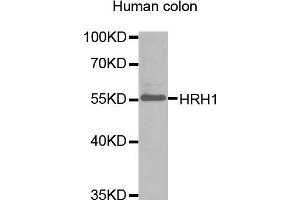 Western blot analysis of extracts of human colon, using HRH1 antibody (ABIN1873083). (HRH1 anticorps)