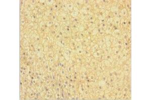 Immunohistochemistry of paraffin-embedded human adrenal gland tissue using ABIN7165861 at dilution of 1:100 (NIPSNAP3B anticorps  (AA 1-247))