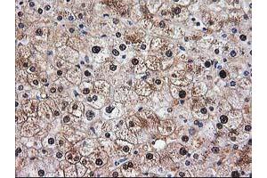 Image no. 6 for anti-Aminoacylase 1 (ACY1) antibody (ABIN1496452) (Aminoacylase 1 anticorps)