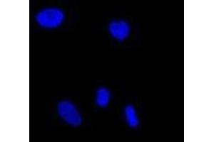 Immunofluorescence (IF) image for anti-Glutamate-Rich WD Repeat Containing 1 (GRWD1) (full length) antibody (ABIN2451991)