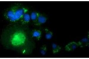 Anti-SNTA1 mouse monoclonal antibody (ABIN2453657) immunofluorescent staining of COS7 cells transiently transfected by pCMV6-ENTRY SNTA1 (RC204480).