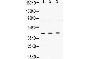 Western Blotting (WB) image for anti-ELAV (Embryonic Lethal, Abnormal Vision, Drosophila)-Like 4 (Hu Antigen D) (ELAVL4) (AA 8-45), (N-Term) antibody (ABIN3043372) (ELAVL4 anticorps  (N-Term))