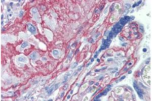 Anti-Collagen IV antibody IHC staining of human placenta.