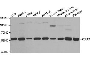 Western blot analysis of extracts of various cell lines, using PDIA3 antibody (ABIN5970443) at 1/1000 dilution. (PDIA3 anticorps)