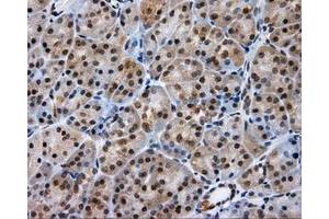 Image no. 3 for anti-Lipase, Endothelial (LIPG) antibody (ABIN1499165) (LIPG anticorps)