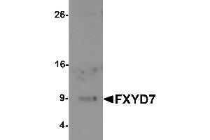 Western blot analysis of FXYD7 in human lung tissue lysate with FXYD7 antibody at 1 µg/mL. (FXYD7 anticorps  (N-Term))