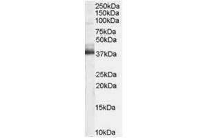 Image no. 1 for anti-Tripartite Motif Containing 5 (TRIM5) (N-Term) antibody (ABIN374320) (TRIM5 anticorps  (N-Term))