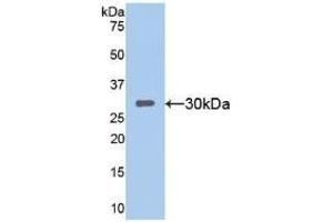 Western blot analysis of recombinant Mouse SIRT1. (SIRT1 anticorps  (AA 236-490))