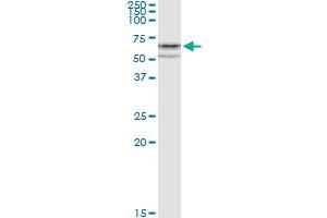 Immunoprecipitation of CYP1A1 transfected lysate using anti-CYP1A1 MaxPab rabbit polyclonal antibody and Protein A Magnetic Bead , and immunoblotted with CYP1A1 purified MaxPab mouse polyclonal antibody (B01P) .