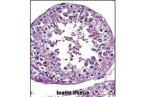 STAT4 Antibody (C-term) (ABIN657644 and ABIN2846639) immunohistochemistry analysis in formalin fixed and paraffin embedded human testis tissue followed by peroxidase conjugation of the secondary antibody and DAB staining.