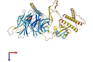 AlphaFold protein structure predicition of Mouse Recombinant Fancb Protein, UniprotID Q5XJY6