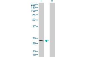 Western Blot analysis of POLR2L expression in transfected 293T cell line by POLR2L MaxPab polyclonal antibody.