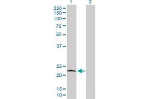Western Blot analysis of POLR2L expression in transfected 293T cell line by POLR2L MaxPab polyclonal antibody. (POLR2L anticorps  (AA 1-67))