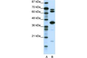 Western Blotting (WB) image for anti-E2F Transcription Factor 2 (E2F2) antibody (ABIN2460253) (E2F2 anticorps)