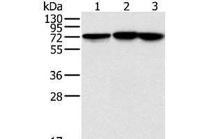 Western Blot analysis of Raji, Jurkat and hela cell using NDUFS1 Polyclonal Antibody at dilution of 1:800