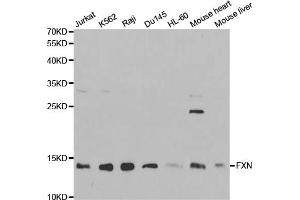 Western blot analysis of extracts of various cell lines, using FXN antibody (ABIN5970875) at 1/1000 dilution.