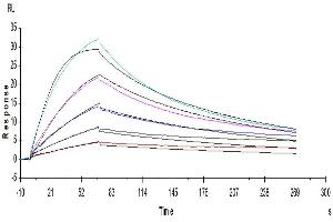 Human GM-CSF R alpha, His Tag captured on CM5 Chip via anti-His antibody can bind Human GM-CSF, No Tag with an affinity constant of 0. (GM-CSF Protein (AA 18-144))
