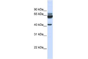 WB Suggested Anti-PARD6B Antibody Titration:  0. (PARD6B anticorps  (N-Term))