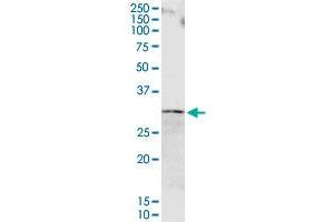 ORM1 MaxPab rabbit polyclonal antibody.