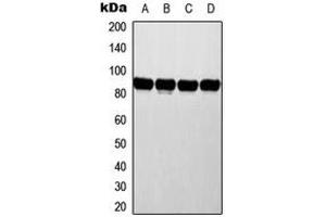 Western blot analysis of ATRIP expression in MCF7 (A), HeLa (B), NIH3T3 (C), rat liver (D) whole cell lysates. (ATRIP anticorps  (N-Term))