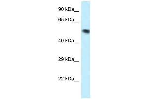 Western Blot showing VPS4B antibody used at a concentration of 1 ug/ml against OVCAR-3 Cell Lysate (VPS4B anticorps  (N-Term))