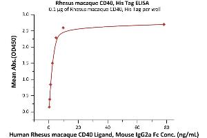 Immobilized Rhesus macaque CD40, His Tag (ABIN2870788,ABIN2870789) at 1 μg/mL (100 μL/well) can bind Human / Rhesus macaque CD40 Ligand, Mouse IgG2a Fc Tag, low endotoxin (ABIN5954903,ABIN6253627) with a linear range of 0.