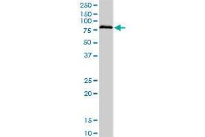 BRD3 monoclonal antibody (M03), clone 6C10. (BRD3 anticorps  (AA 418-556))