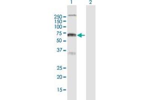 Western Blot analysis of RYK expression in transfected 293T cell line by RYK MaxPab polyclonal antibody. (RYK anticorps  (AA 1-610))