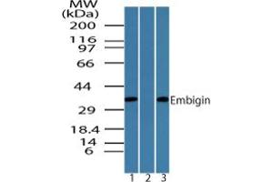 Image no. 1 for anti-Embigin (EMB) (AA 130-180) antibody (ABIN960161) (Embigin anticorps  (AA 130-180))