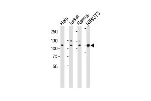 Western blot analysis of lysates from Hela, Jurkat, Ramos, mouse NIH/3T3 cell line (from left to right), using CSE1L Antibody (ABIN1882070 and ABIN2838356). (CSE1L anticorps  (N-Term))