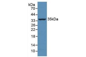 Detection of Recombinant CASP4, Bovine using Monoclonal Antibody to Caspase 4 (CASP4) (Caspase 4 anticorps  (AA 81-270))