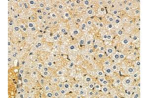 VSIG2 Mouse Monoclonal Antibody at 1/100 staining mouse liver tissue by IHC-P. (VSIG2 anticorps  (Internal Region))