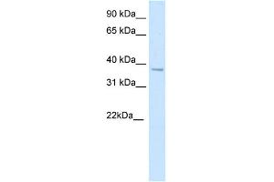 WB Suggested Anti-SFPI1 Antibody Titration:  5. (SPI1 anticorps  (N-Term))
