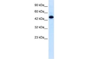 Western Blotting (WB) image for anti-E74-Like Factor 2 (Ets Domain Transcription Factor) (ELF2) antibody (ABIN2460258) (ELF2 anticorps)