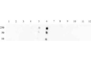 STAT3 phospho Ser727 pAb tested by dot blot analysis. (STAT3 anticorps  (pSer727))