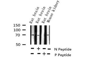 Western blot analysis of Phospho-SHP-2 (Tyr580) expression in various lysates