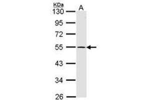 Image no. 1 for anti-Dopamine Receptor D1 (DRD1) (AA 347-411) antibody (ABIN467399) (Dopamine Receptor d1 anticorps  (AA 347-411))