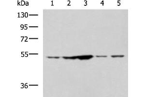 Western blot analysis of 293T and Jurkat cell lysates using SNTA1 Polyclonal Antibody at dilution of 1:1350 (SNTA1 anticorps)