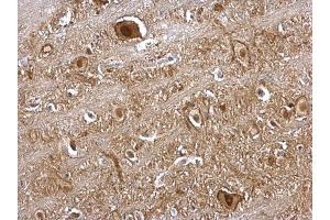 IHC-P Image VCP antibody [N1N2], N-term detects VCP protein at nucleus and cytosol on rat brain stem by immunohistochemical analysis.