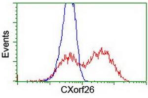 HEK293T cells transfected with either RC200095 overexpress plasmid (Red) or empty vector control plasmid (Blue) were immunostained by anti-CXorf26 antibody (ABIN2454749), and then analyzed by flow cytometry. (CXorf26 anticorps)