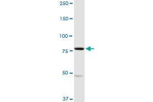 MARK2 MaxPab rabbit polyclonal antibody.