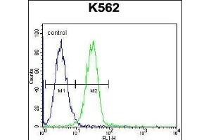 UL1 Antibody (N-term) 1907a flow cytometric analysis of K562 cells (right histogram) compared to a negative control cell (left histogram). (UAP1L1 anticorps  (N-Term))