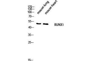 Western Blot (WB) analysis of Mouse Lung Mouse Heart lysis using RUNX1 antibody. (RUNX1 anticorps  (Ser2056))