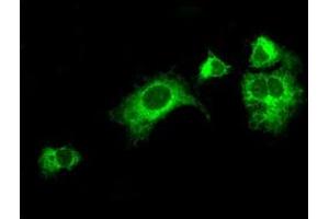 Anti-LOX mouse monoclonal antibody (ABIN2453264) immunofluorescent staining of COS7 cells transiently transfected by pCMV6-ENTRY LOX (RC213323). (LOX anticorps  (AA 22-168))